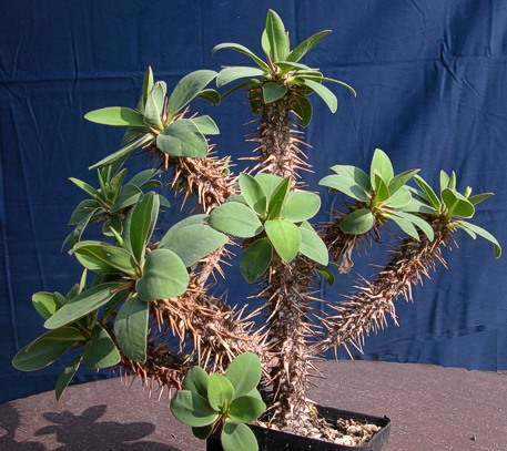 E. duranii var. ankaranae