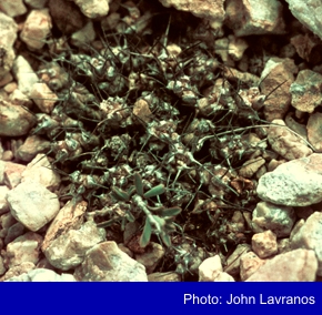 Euphorbia eilensis; photo: John Lavranos