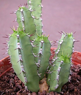 E. elegantissima
